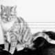 Denny's Cat | Animal Pet Portrait by M.L. Walker | Myuzing