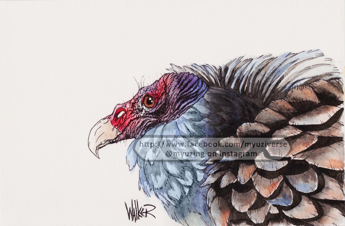 Vulture | Animals by M.L. Walker | Myuzing